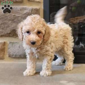 Tom, Toy Poodle Puppy