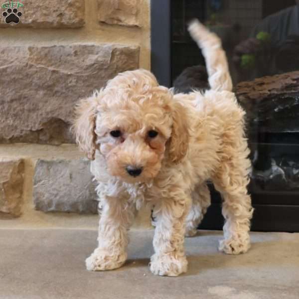Tom, Toy Poodle Puppy