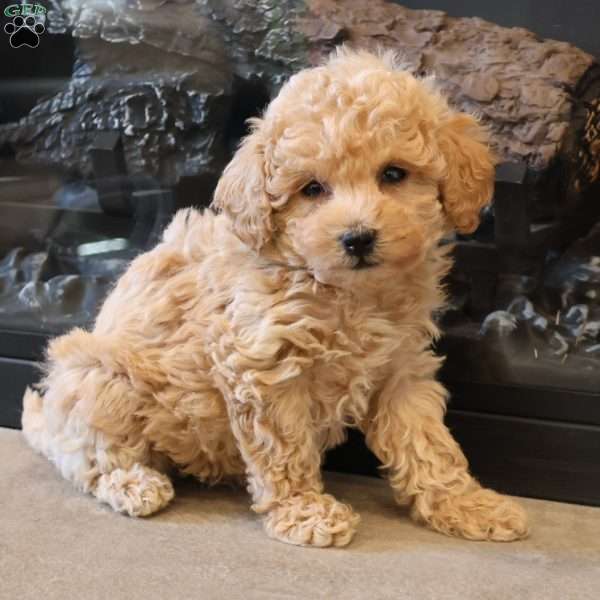 Tanisha, Toy Poodle Puppy
