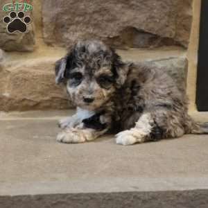 Brenda, Bich-Poo Puppy