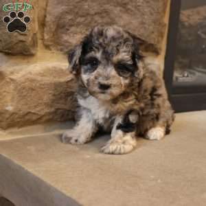 Brenda, Bich-Poo Puppy