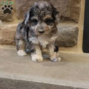 Brenda, Bich-Poo Puppy