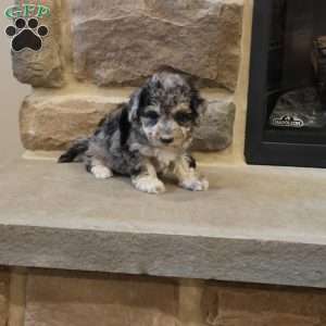 Brenda, Bich-Poo Puppy