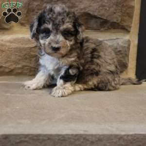 Brenda, Bich-Poo Puppy