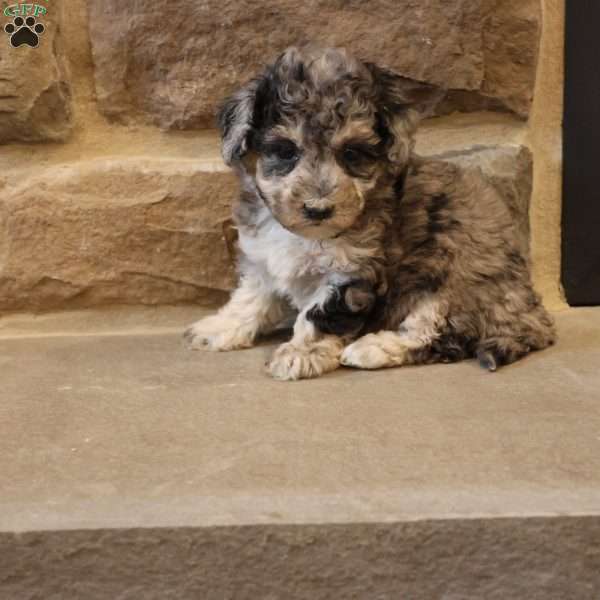 Brenda, Bich-Poo Puppy