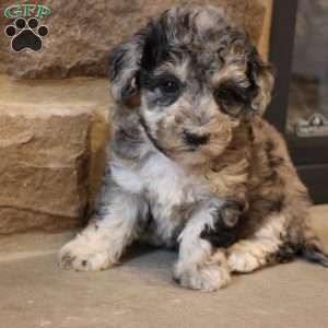 Brenda, Bich-Poo Puppy