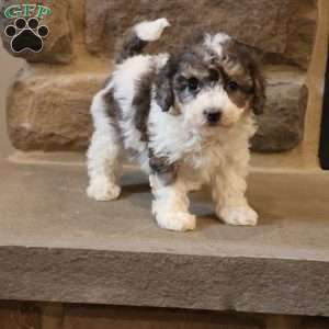 Bailey, Bich-Poo Puppy