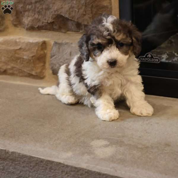 Bailey, Bich-Poo Puppy