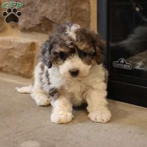 Bailey, Bich-Poo Puppy