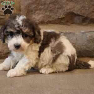 Bailey, Bich-Poo Puppy