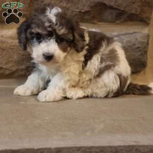 Bailey, Bich-Poo Puppy
