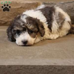 Bailey, Bich-Poo Puppy