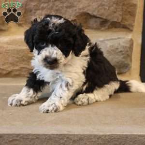 Ben, Bich-Poo Puppy