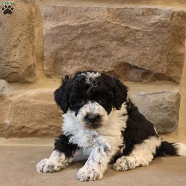 Ben, Bich-Poo Puppy
