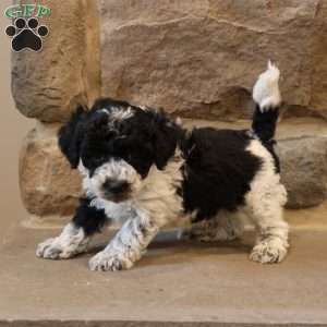 Ben, Bich-Poo Puppy