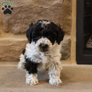 Ben, Bich-Poo Puppy