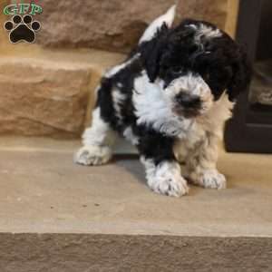 Ben, Bich-Poo Puppy