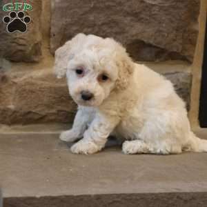 Brent, Bich-Poo Puppy