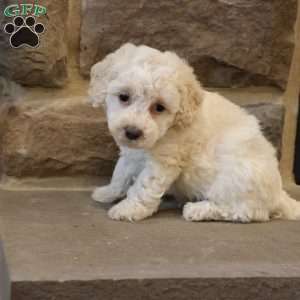 Brent, Bich-Poo Puppy