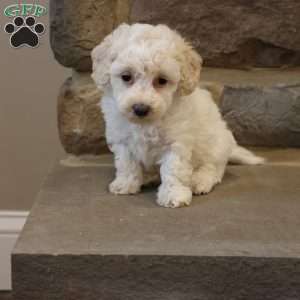 Brent, Bich-Poo Puppy