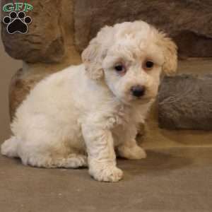 Brent, Bich-Poo Puppy