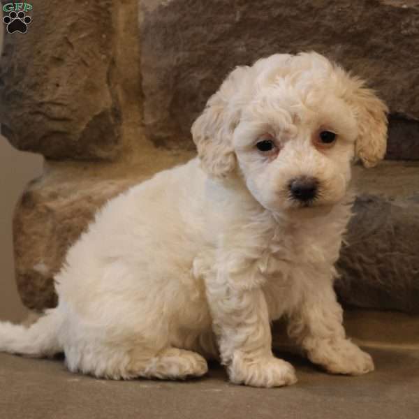 Brent, Bich-Poo Puppy
