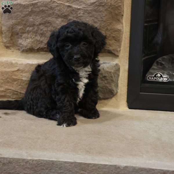 Brendon, Bich-Poo Puppy