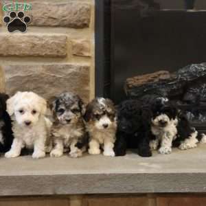 Brenda, Bich-Poo Puppy