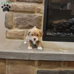 Sarah, Shih-Poo Puppy