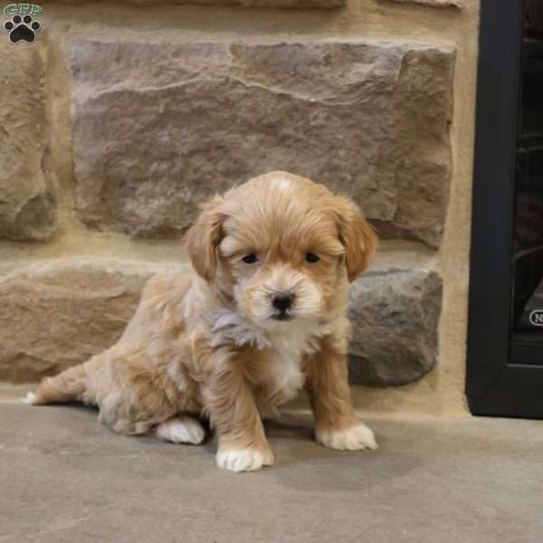 Sarah, Shih-Poo Puppy