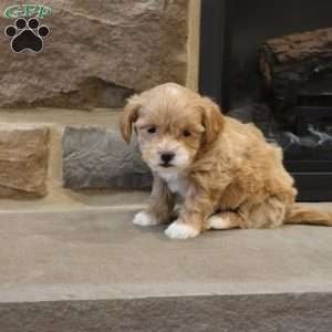 Sarah, Shih-Poo Puppy
