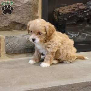 Sarah, Shih-Poo Puppy