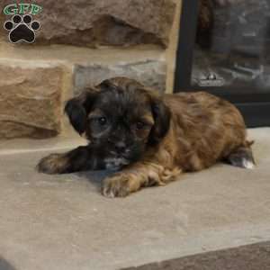 Sam, Shih-Poo Puppy