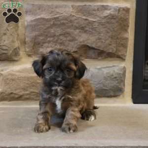 Sam, Shih-Poo Puppy
