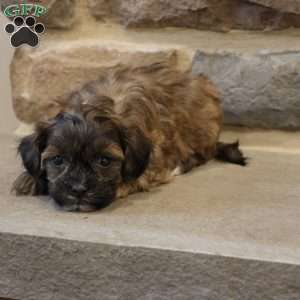 Sam, Shih-Poo Puppy