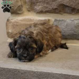 Sam, Shih-Poo Puppy