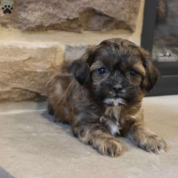 Sam, Shih-Poo Puppy