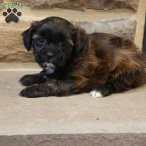 Sally, Shih-Poo Puppy