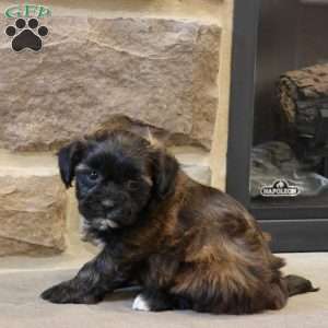 Sally, Shih-Poo Puppy