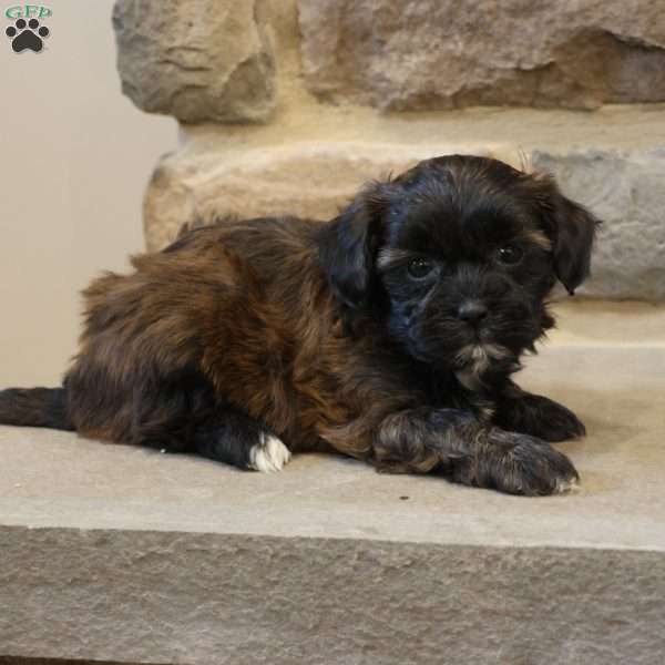 Sally, Shih-Poo Puppy