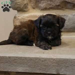 Sally, Shih-Poo Puppy