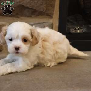 Scott, Shih-Poo Puppy