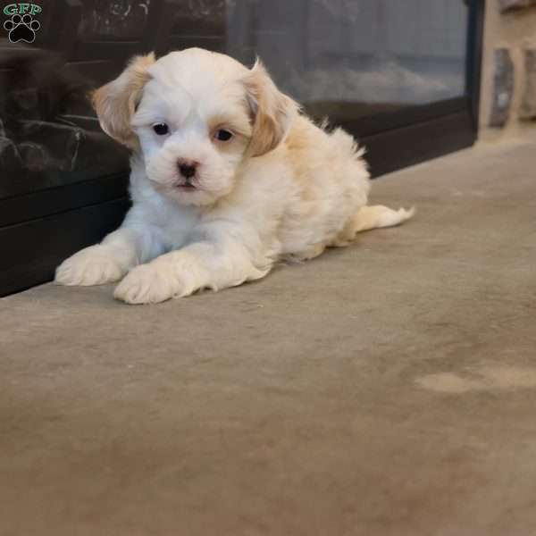 Scott, Shih-Poo Puppy