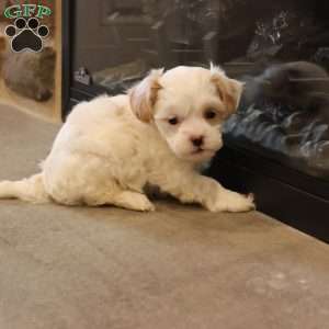 Scott, Shih-Poo Puppy