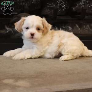 Scott, Shih-Poo Puppy