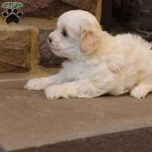Sawyer, Shih-Poo Puppy