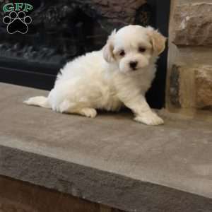 Sawyer, Shih-Poo Puppy