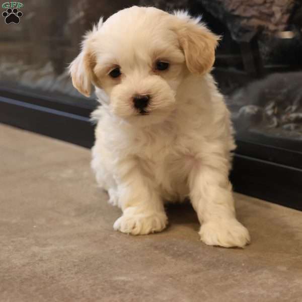 Sawyer, Shih-Poo Puppy