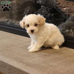 Sawyer, Shih-Poo Puppy