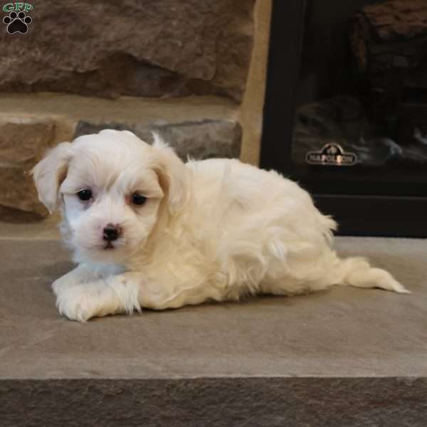 Stephen, Shih-Poo Puppy